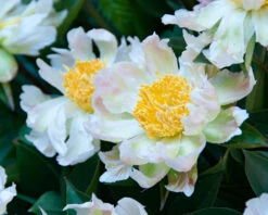 Paeonia 'Green Lotus' -Flowers Sales Store peony green lotus 7