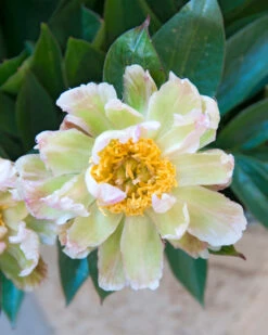 Paeonia 'Green Lotus' -Flowers Sales Store peony green lotus 8