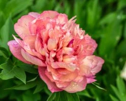 Featured Products -Flowers Sales Store peony hillary 1