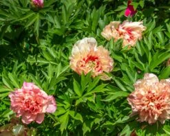 Paeonia 'Hillary' -Flowers Sales Store peony hillary 3
