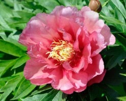 Paeonia 'Hillary' -Flowers Sales Store peony hillary 4