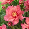 Paeonia 'Hillary' 1 Paeonia 'Hillary' -Flowers Sales Store peony hillary 5