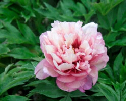 Paeonia 'Hillary' -Flowers Sales Store peony hillary 6