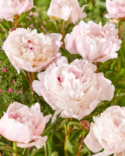 Featured Products 15 Paeonia 'Immaculée'