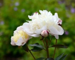 Paeonia 'Immaculée' 8 Paeonia 'Immaculée' -Flowers Sales Store peony immaculee 3