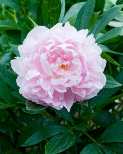 Paeonia 'Immaculée' 10 Paeonia 'Immaculée' -Flowers Sales Store peony immaculee 5