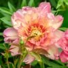 Paeonia 'Julia Rose' 1 Paeonia 'Julia Rose' -Flowers Sales Store peony julia rose 0