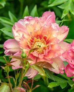 Featured Products 22 Paeonia 'Julia Rose'