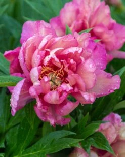 Paeonia 'Julia Rose' -Flowers Sales Store peony julia rose 1