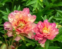 Paeonia 'Julia Rose' -Flowers Sales Store peony julia rose 5