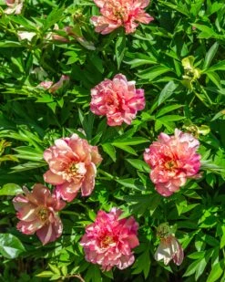 Paeonia 'Julia Rose' -Flowers Sales Store peony julia rose 6