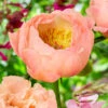 Paeonia 'King's Day' -Flowers Sales Store peony kings day 1