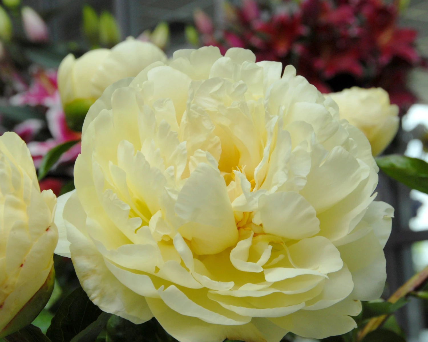 Paeonia 'Lemon Chiffon' 4 Paeonia 'Lemon Chiffon' - Image 2