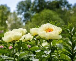 Paeonia 'Lemon Chiffon' 19 Paeonia 'Lemon Chiffon' -Flowers Sales Store peony lemon chiffon 10