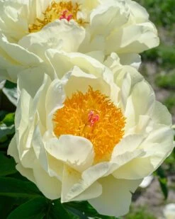 Paeonia 'Lemon Chiffon' 21 Paeonia 'Lemon Chiffon' -Flowers Sales Store peony lemon chiffon 11