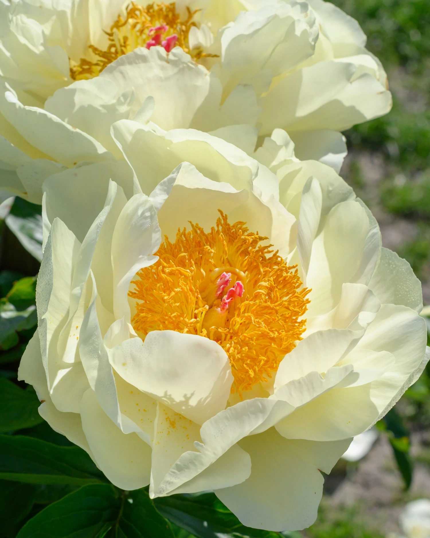 Paeonia 'Lemon Chiffon' 8 Paeonia 'Lemon Chiffon' - Image 6