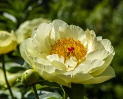 Paeonia 'Lemon Chiffon' 24 Paeonia 'Lemon Chiffon' -Flowers Sales Store peony lemon chiffon 12
