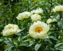 Paeonia 'Lemon Chiffon' 22 Paeonia 'Lemon Chiffon' -Flowers Sales Store peony lemon chiffon 13