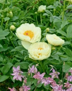 Paeonia 'Lemon Chiffon' 18 Paeonia 'Lemon Chiffon' -Flowers Sales Store peony lemon chiffon 14