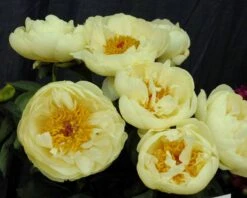 Paeonia 'Lemon Chiffon' 29 Paeonia 'Lemon Chiffon' -Flowers Sales Store peony lemon chiffon 2