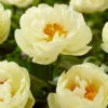 Paeonia 'Lemon Chiffon' -Flowers Sales Store peony lemon chiffon 3