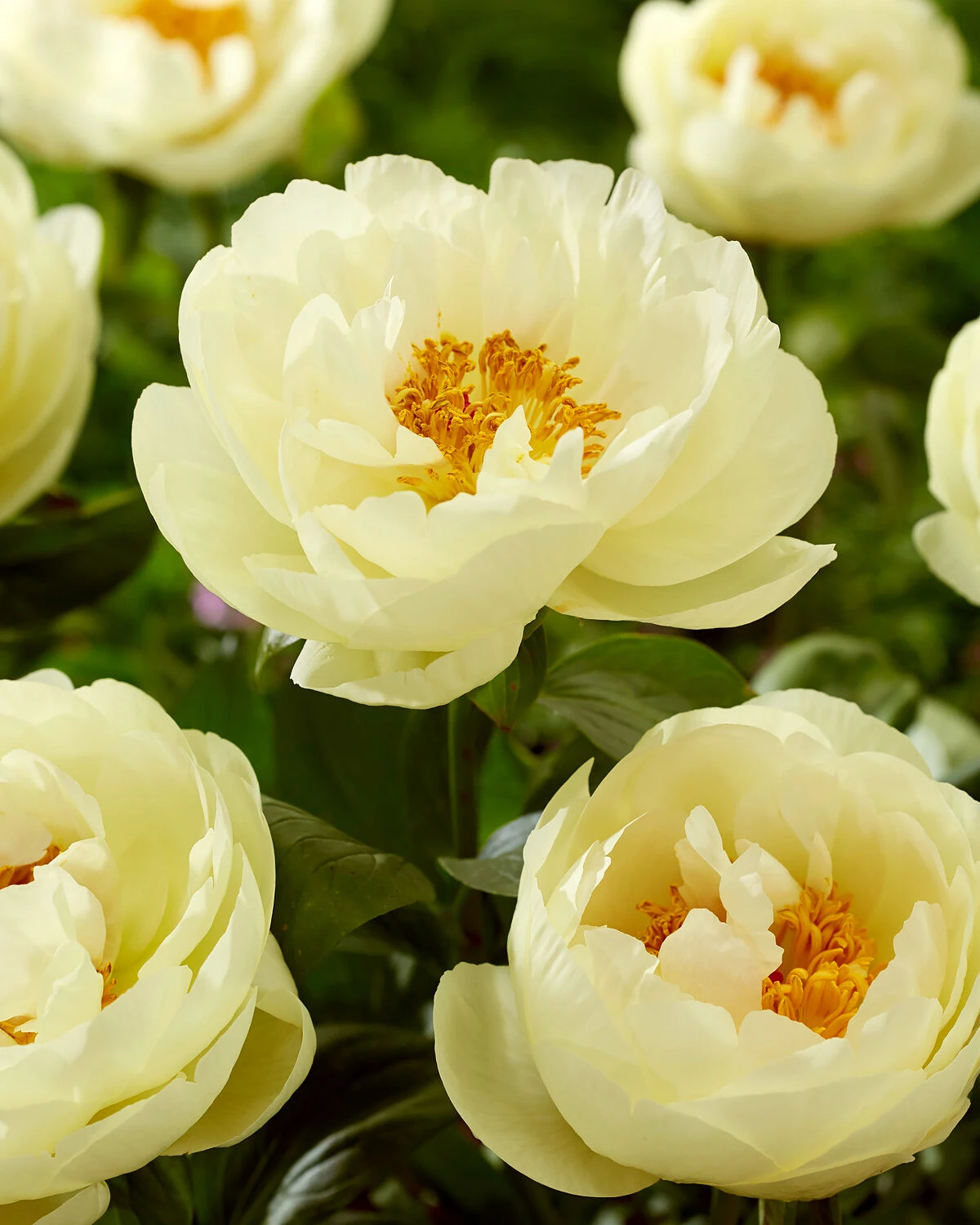 Paeonia 'Lemon Chiffon' 3 Paeonia 'Lemon Chiffon'