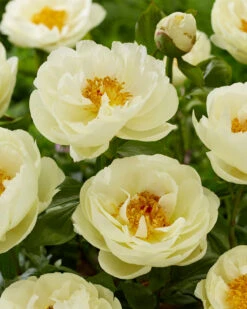 Paeonia 'Lemon Chiffon' 20 Paeonia 'Lemon Chiffon' -Flowers Sales Store peony lemon chiffon 4