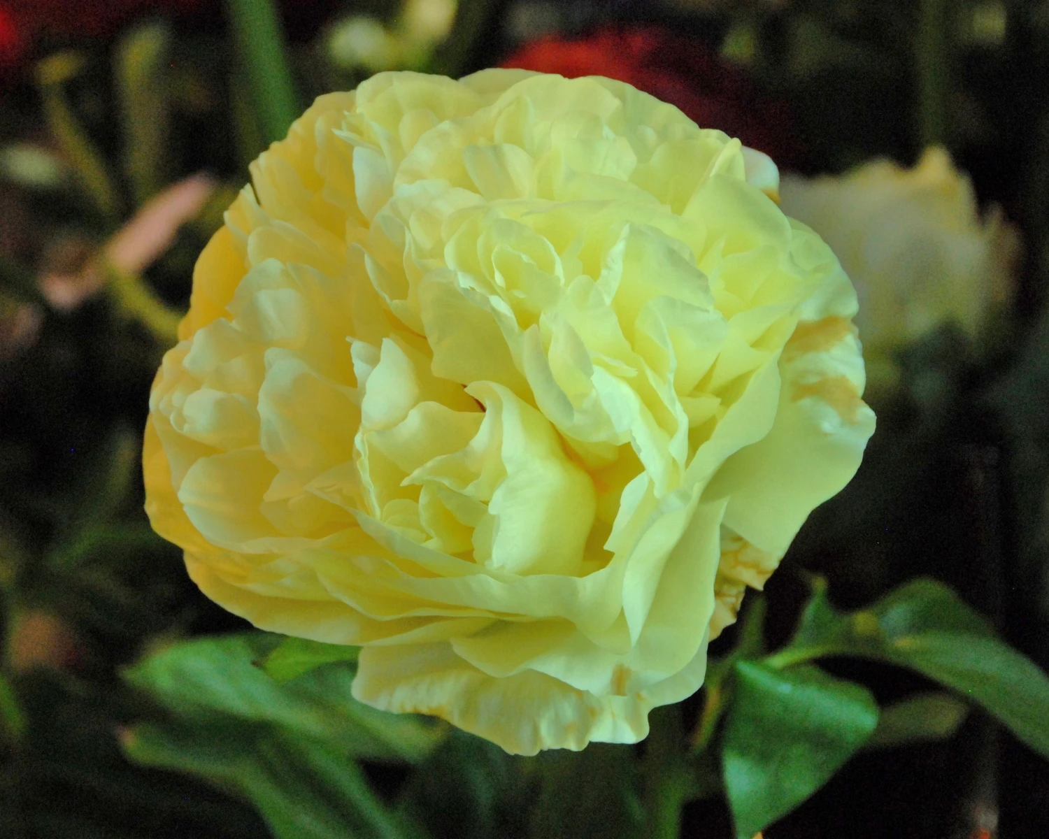 Paeonia 'Lemon Chiffon' 14 Paeonia 'Lemon Chiffon' - Image 12