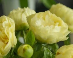 Paeonia 'Lemon Chiffon' 28 Paeonia 'Lemon Chiffon' -Flowers Sales Store peony lemon chiffon 6