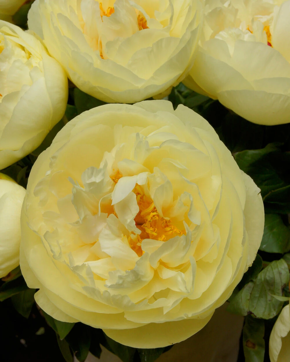 Paeonia 'Lemon Chiffon' 12 Paeonia 'Lemon Chiffon' - Image 10