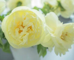 Paeonia 'Lemon Chiffon' 23 Paeonia 'Lemon Chiffon' -Flowers Sales Store peony lemon chiffon 8