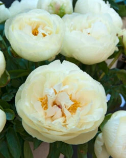 Paeonia 'Lemon Chiffon' 26 Paeonia 'Lemon Chiffon' -Flowers Sales Store peony lemon chiffon 9