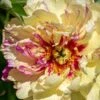 Paeonia 'Lollipop' -Flowers Sales Store peony lollipop 1