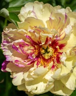 Featured Products 20 Paeonia 'Lollipop'