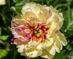 Paeonia 'Lollipop' 9 Paeonia 'Lollipop' -Flowers Sales Store peony lollipop 3
