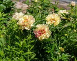 Paeonia 'Lollipop' 10 Paeonia 'Lollipop' -Flowers Sales Store peony lollipop 4