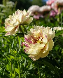 Paeonia 'Lollipop' 11 Paeonia 'Lollipop' -Flowers Sales Store peony lollipop 5