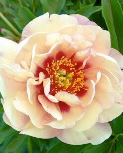 Featured Products 9 Paeonia 'Magical Mystery Tour'