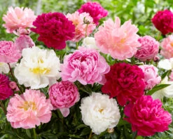 Peony Collection 'Colourburst' 11 Peony Collection 'Colourburst' -Flowers Sales Store peony mixed 1