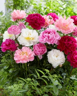Peony Collection 'Colourburst' 15 Peony Collection 'Colourburst' -Flowers Sales Store peony mixed 2