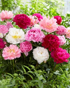 Peony Collection 'Colourburst' 13 Peony Collection 'Colourburst' -Flowers Sales Store peony mixed 3