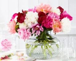 Peony Collection 'Colourburst' 12 Peony Collection 'Colourburst' -Flowers Sales Store peony mixed 5