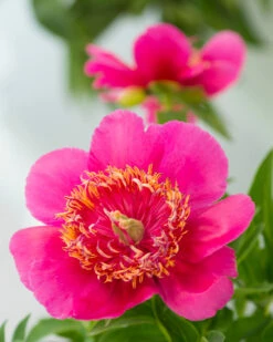 Paeonia 'Anemoniflora' -Flowers Sales Store peony officinalis anemoniflora 1