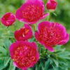 Paeonia 'Anemoniflora' 1 Paeonia 'Anemoniflora' -Flowers Sales Store peony officinalis anemoniflora 2 b5b22297 99ae 416d 88d2 e836077837e8