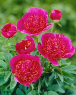 Featured Products 13 Paeonia 'Anemoniflora'
