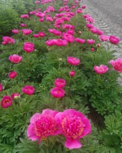Paeonia 'Anemoniflora' -Flowers Sales Store peony officinalis anemoniflora 3