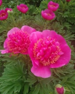 Paeonia 'Anemoniflora' -Flowers Sales Store peony officinalis anemoniflora 4