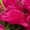 Paeonia 'Purple Spider' 2 Paeonia 'Purple Spider' -Flowers Sales Store peony purple spider 1