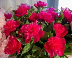 Featured Products -Flowers Sales Store peony purple spider 2