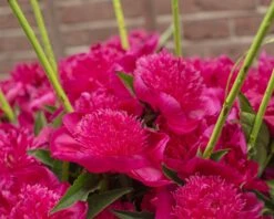 Paeonia 'Purple Spider' -Flowers Sales Store peony purple spider 3